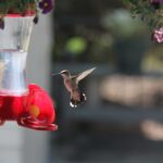 A comprehensive guide on how to stop a hummingbird feeder from leaking