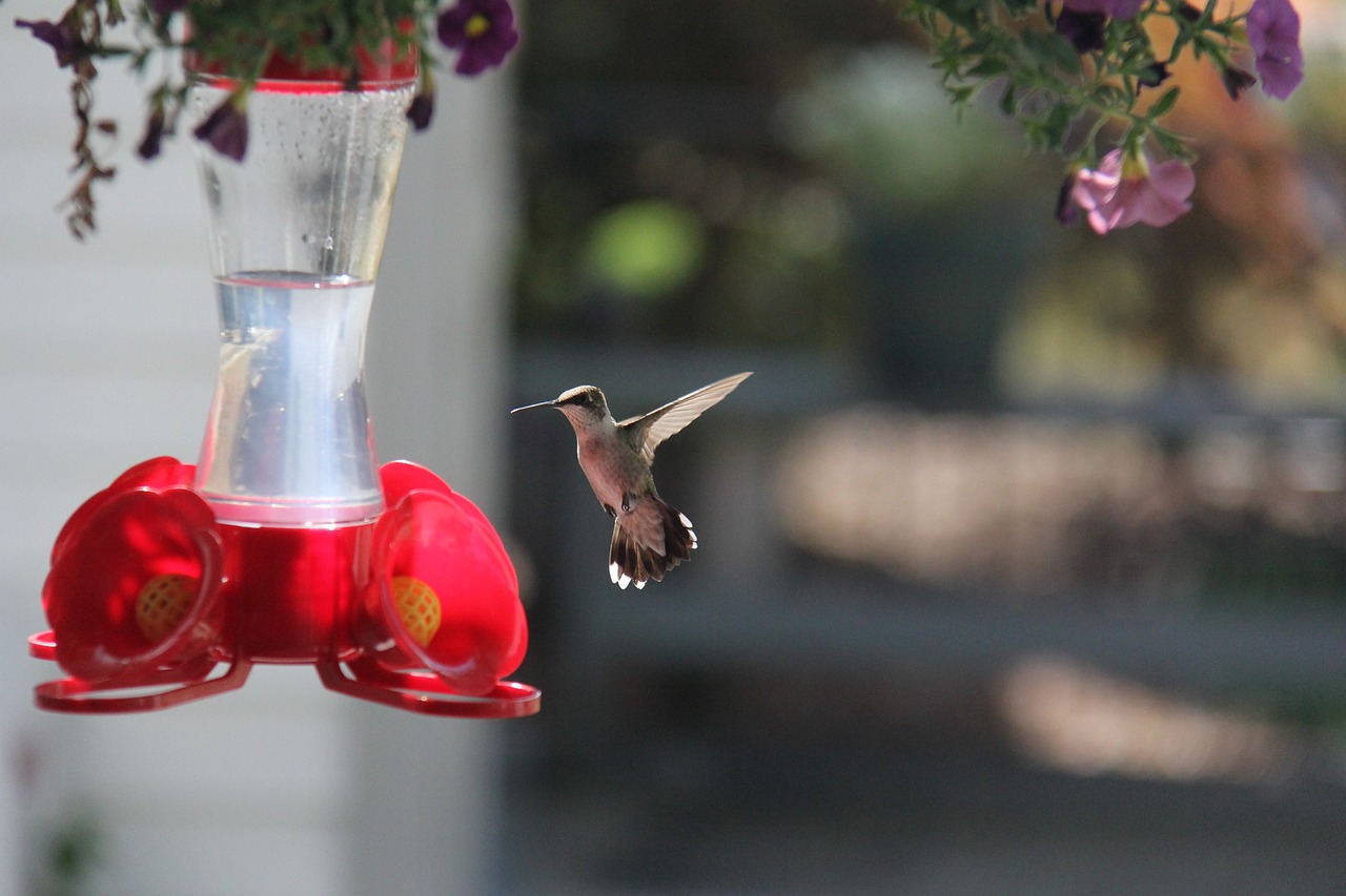 A comprehensive guide on how to stop a hummingbird feeder from leaking